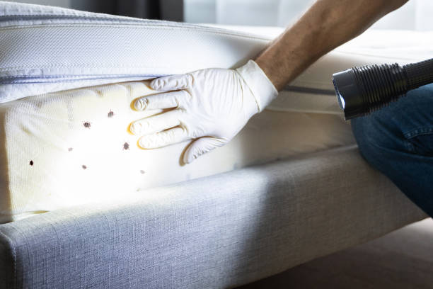 Best Termite Control Services  in Downs, IL
