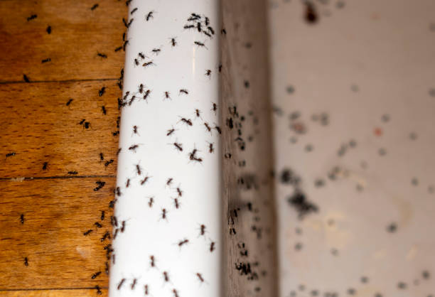 Best Emergency Pest Control  in Downs, IL