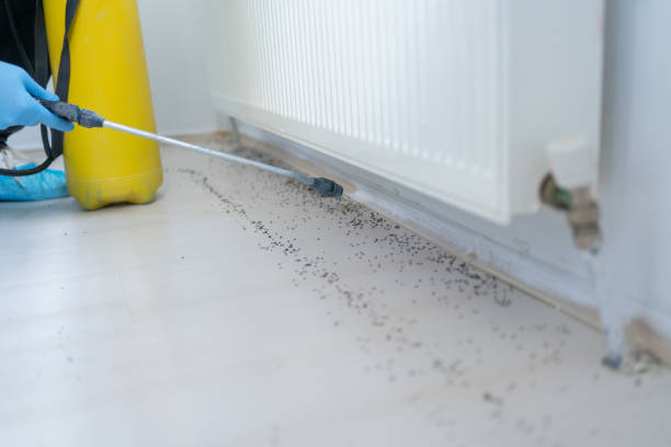Best Best Pest Control Companies  in Downs, IL