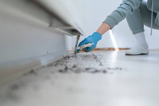 Best Pest Prevention Services  in Downs, IL