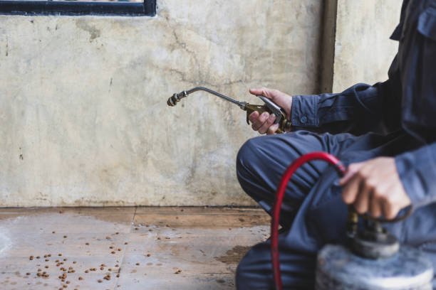 Trusted Downs, IL Pest Control Experts